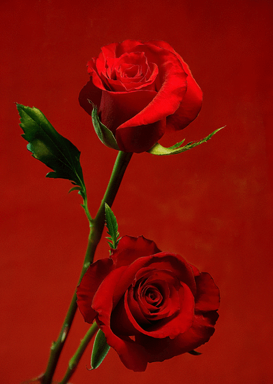 Carte saint valentin, envoyer cette carte deux roses pour 